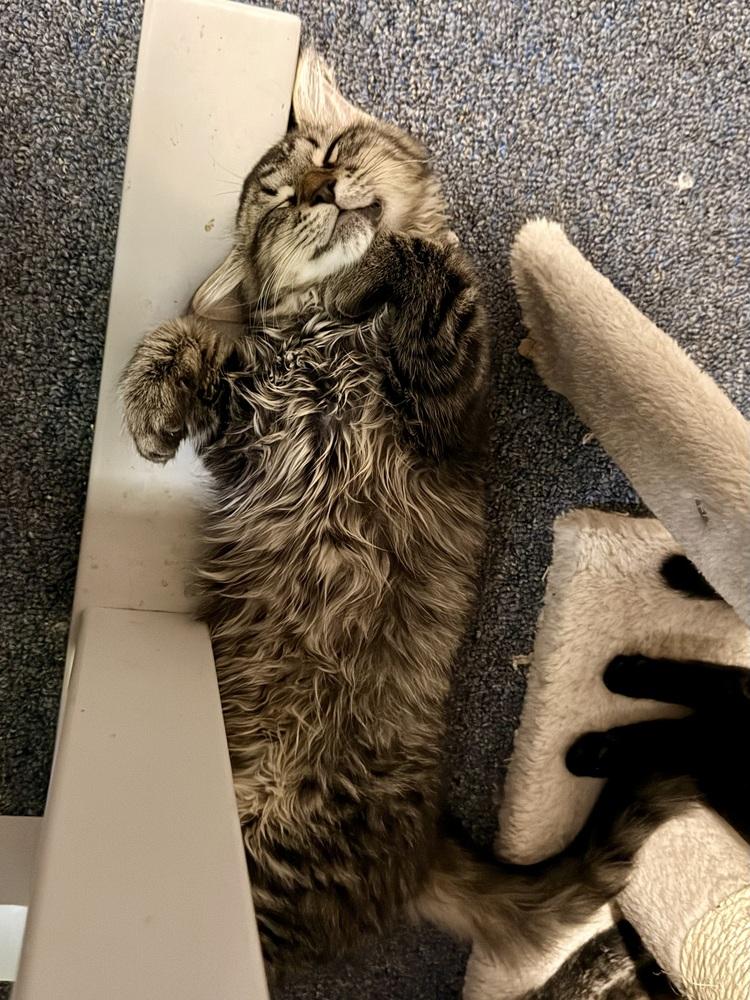 Enlarge McIntosh, a Adoptable Domestic Long Hair in Bellingham, WA image 3/5