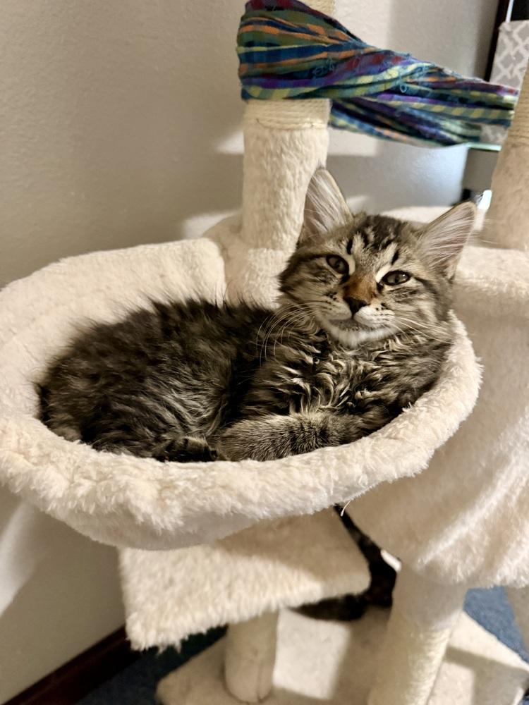 Enlarge McIntosh, a Adoptable Domestic Long Hair in Bellingham, WA image 4/5