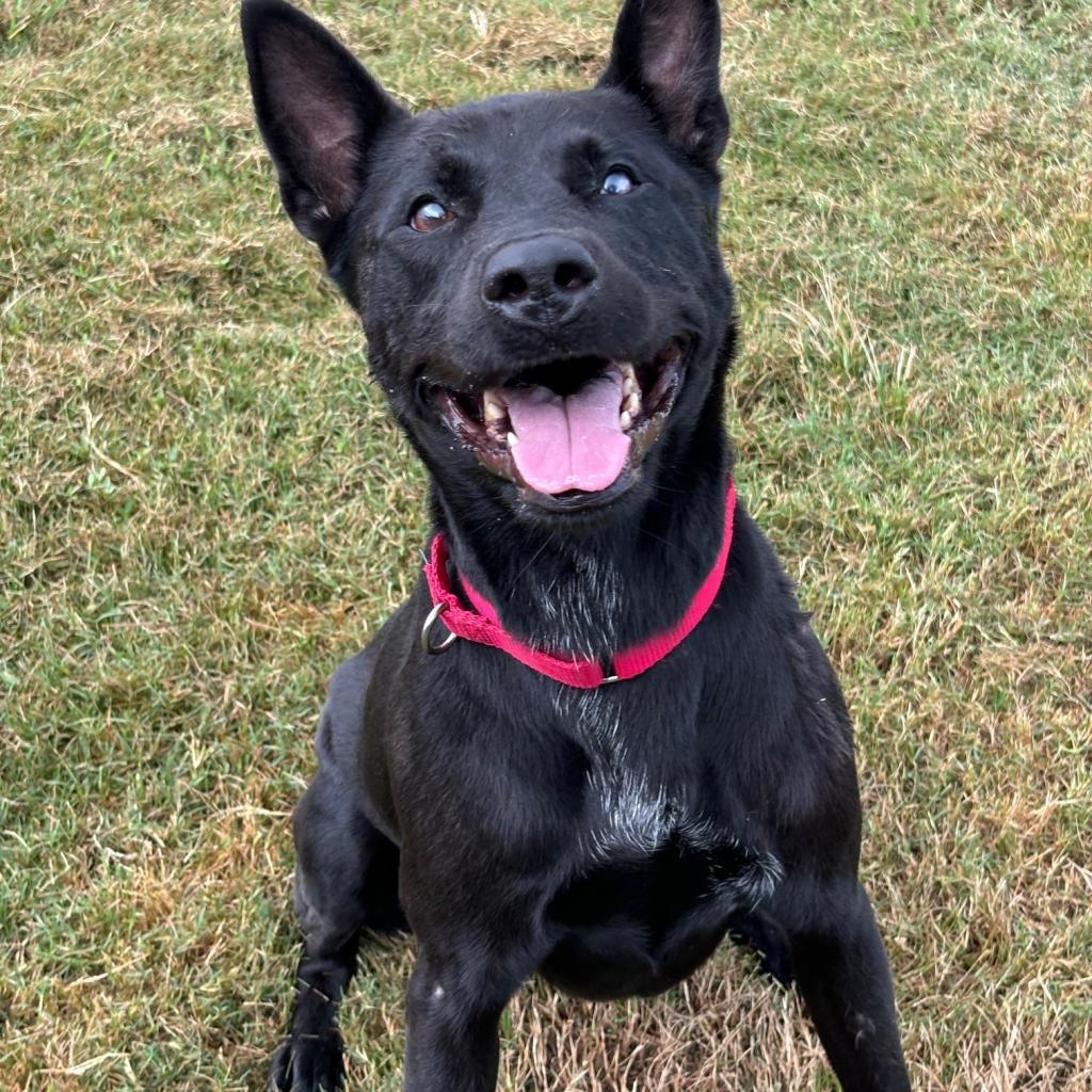 Enlarge Luna, a Adoptable mixed breed in League City, TX image 1/5