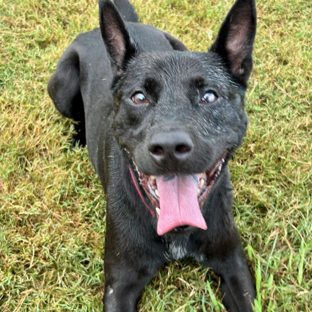 Enlarge Luna, a Adoptable mixed breed in League City, TX image 3/5