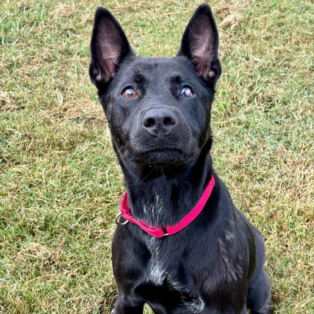 Enlarge Luna, a Adoptable mixed breed in League City, TX image 4/5