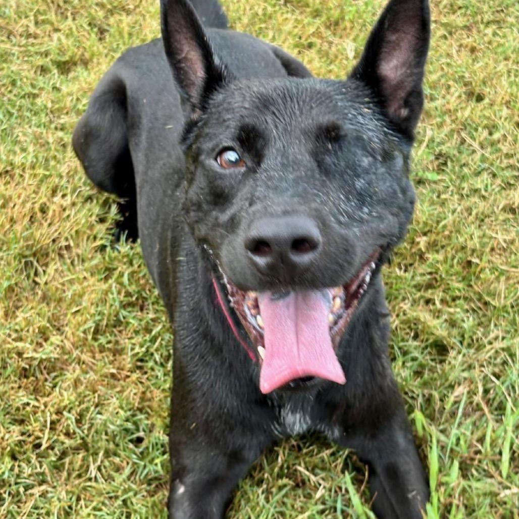 Enlarge Luna, a Adoptable mixed breed in League City, TX image 5/5