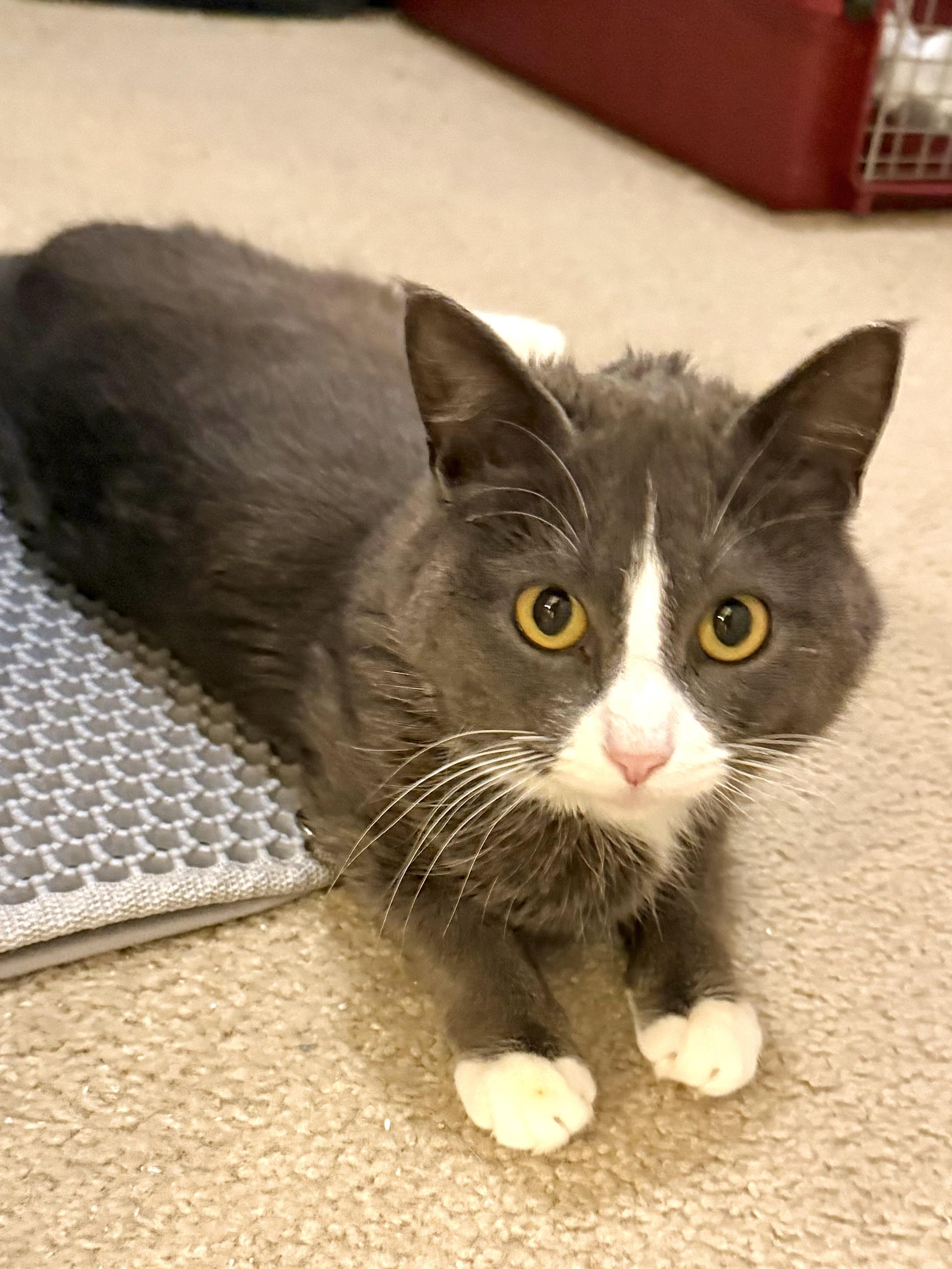 Enlarge Lori, a Adoptable Domestic Short Hair in Brooklyn Park, MN image 1/1
