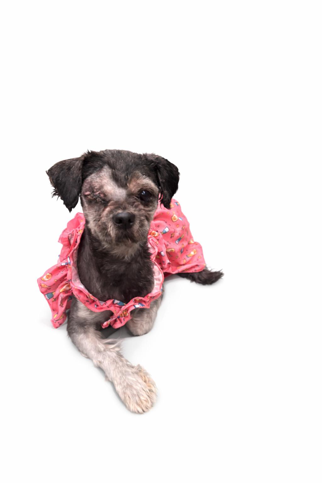 Enlarge Ana #0088, an adopted mixed breed in Waldorf, MD image 3/3