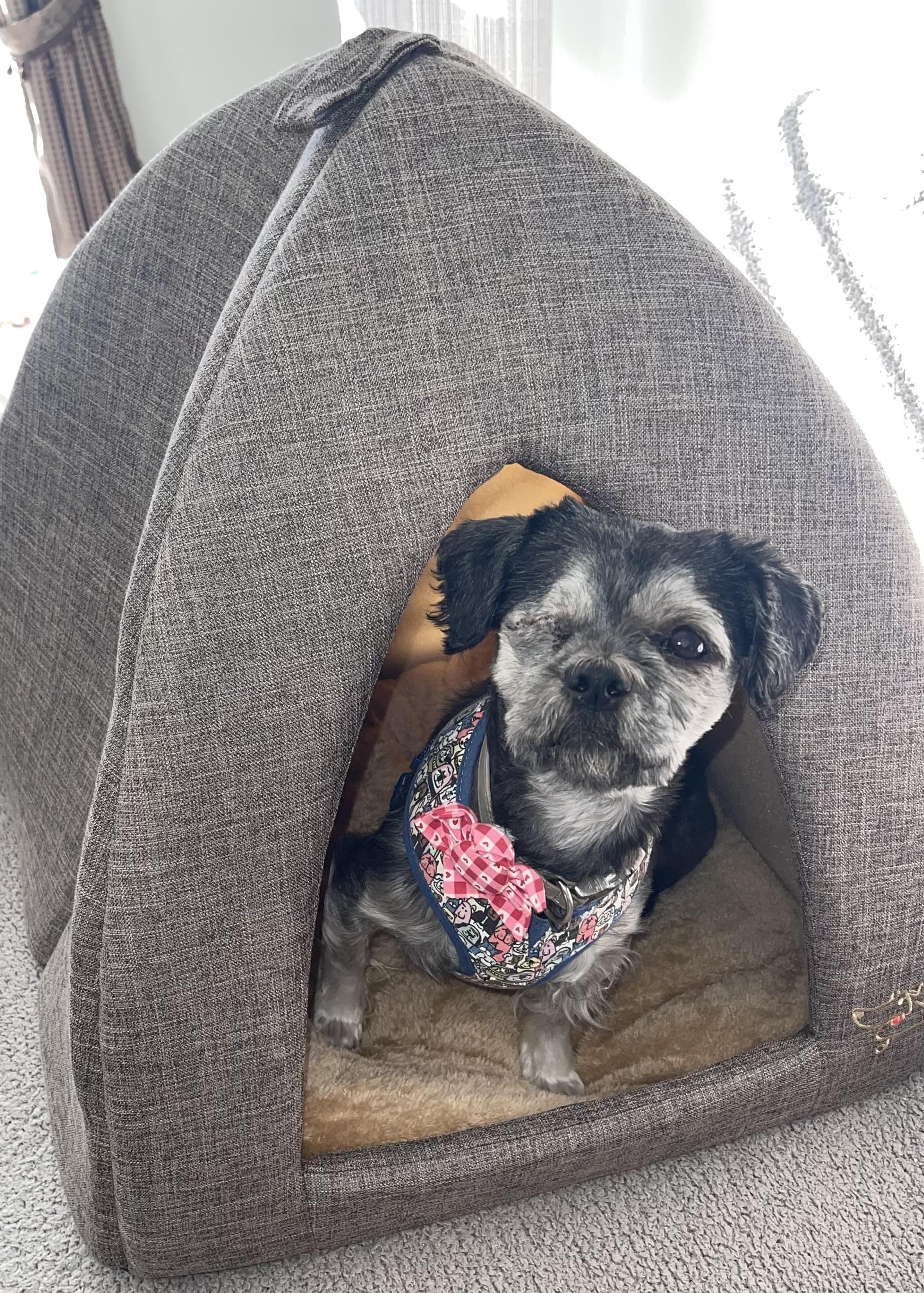 Enlarge Ana #0088, an adopted mixed breed in Waldorf, MD image 2/3