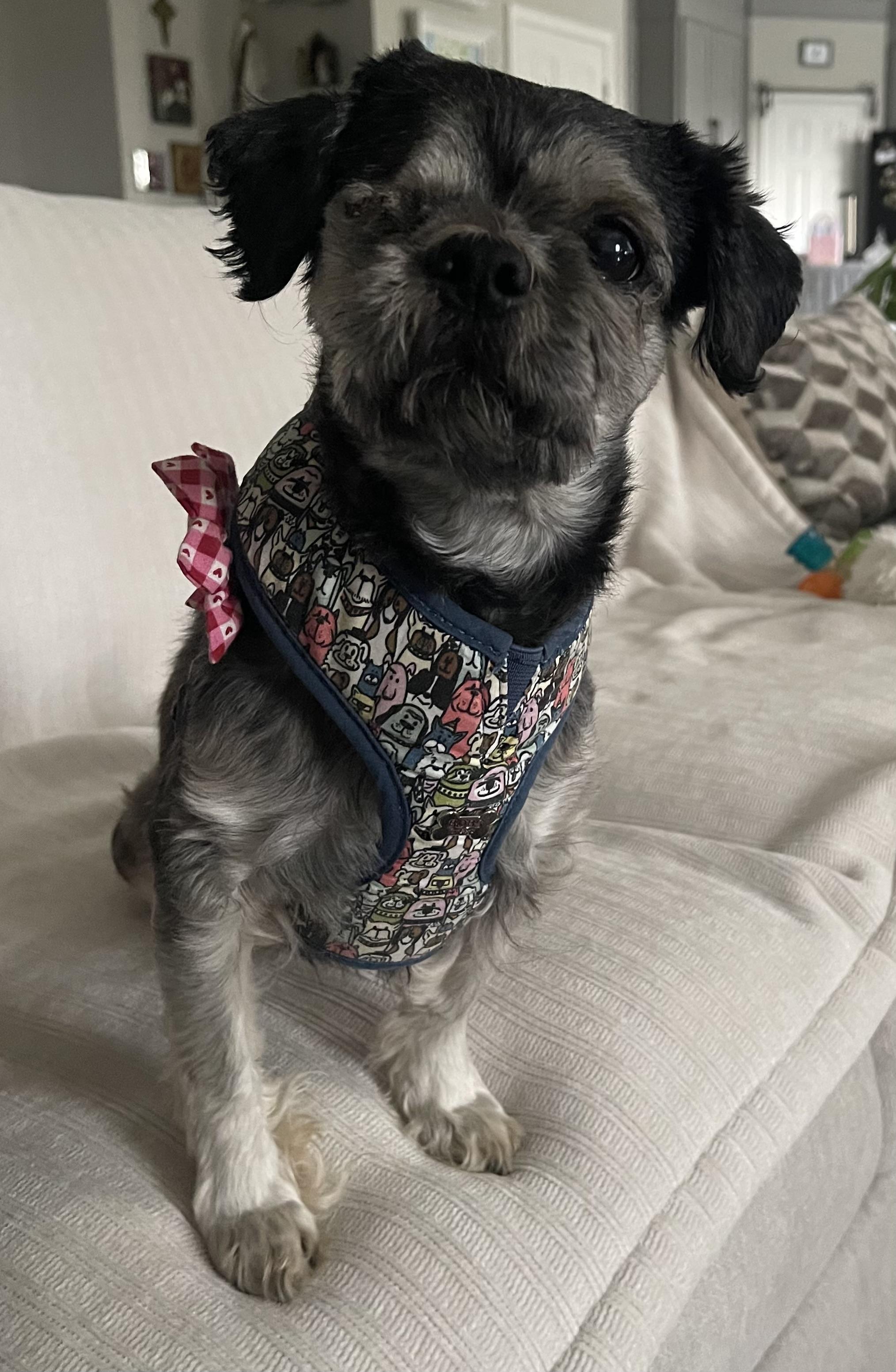 Ana #0088, adopted, Adult Female Shih Tzu.