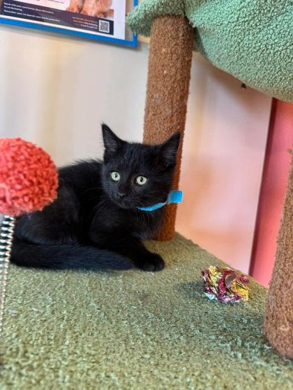 Tiffany Valentine, Adoptable, Kitten Female Domestic Short Hair & Domestic Short Hair.