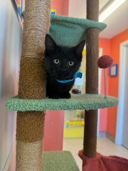 Enlarge Tiffany Valentine, a Adoptable mixed breed in Scottsbluff, NE image 2/3