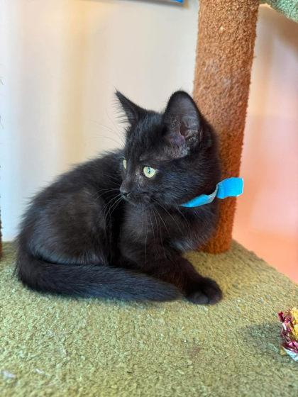 Enlarge Tiffany Valentine, a Adoptable mixed breed in Scottsbluff, NE image 3/3