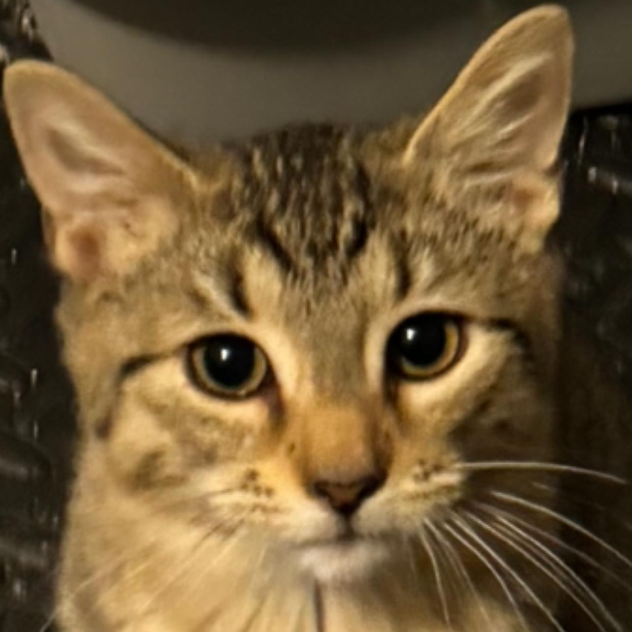 Jack, a Adoptable Domestic Short Hair in Joliet, IL image 1/5