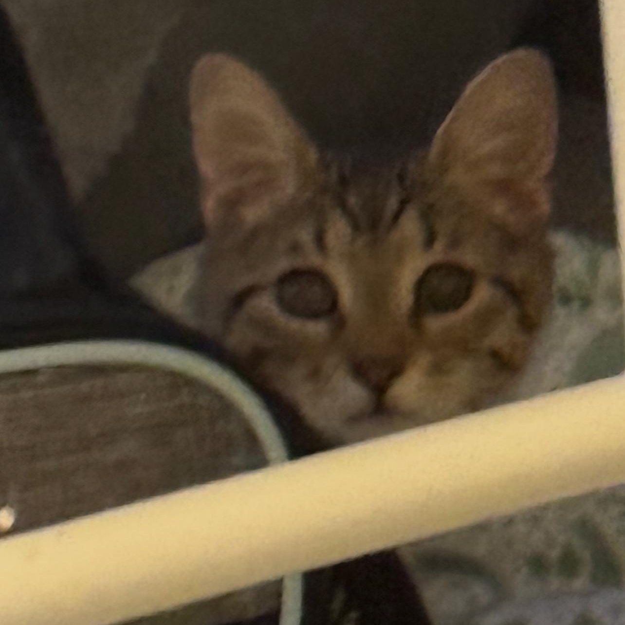 Jack, a Adoptable Domestic Short Hair in Joliet, IL image 2/5