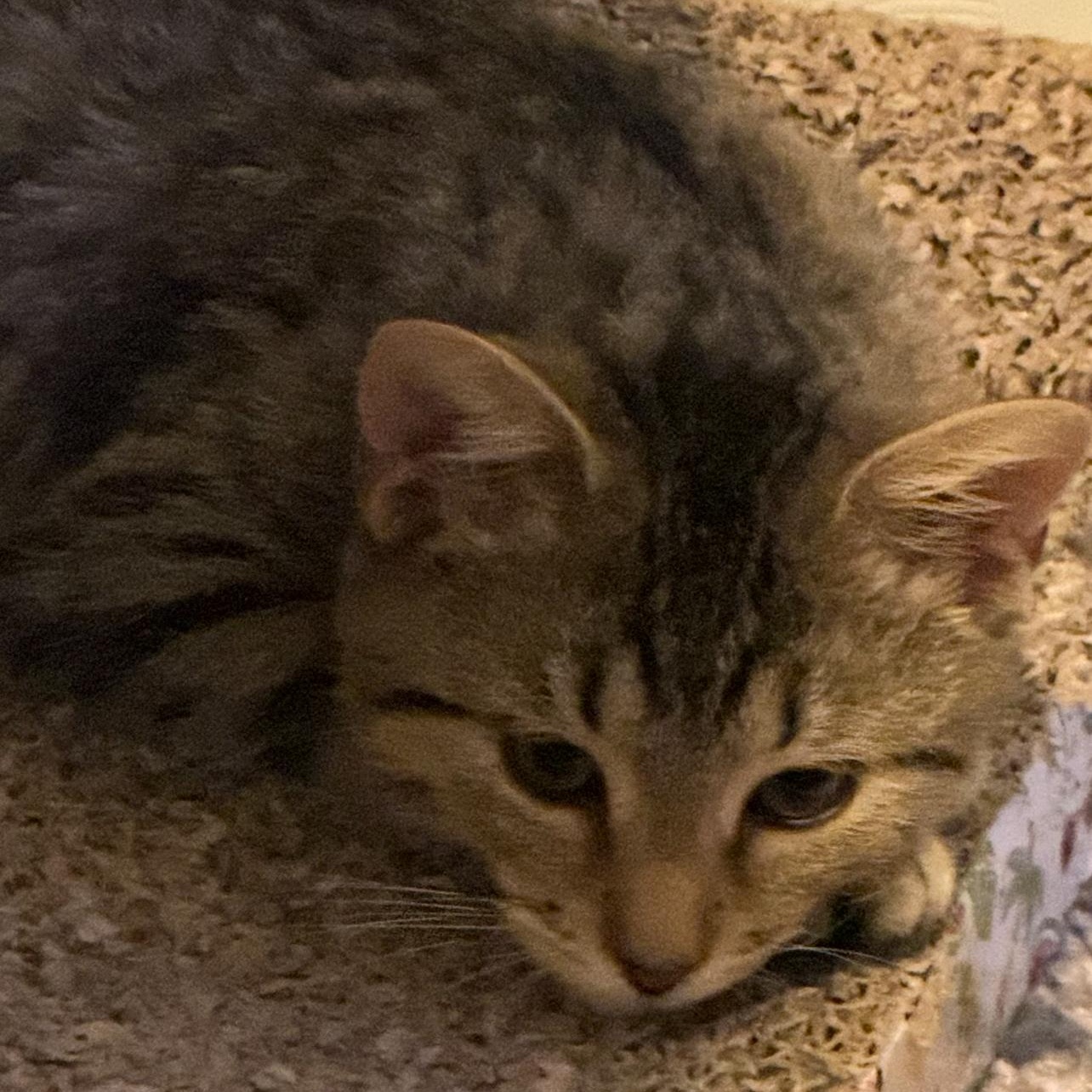 Jack, a Adoptable Domestic Short Hair in Joliet, IL image 3/5