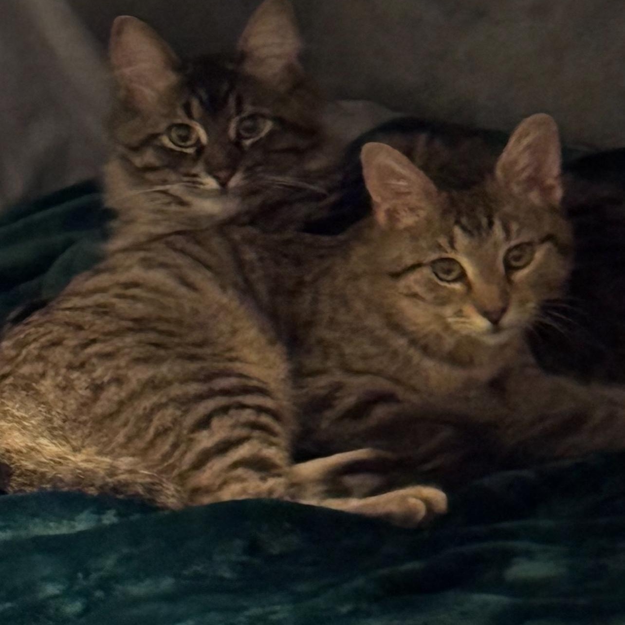 Jack, a Adoptable Domestic Short Hair in Joliet, IL image 4/5