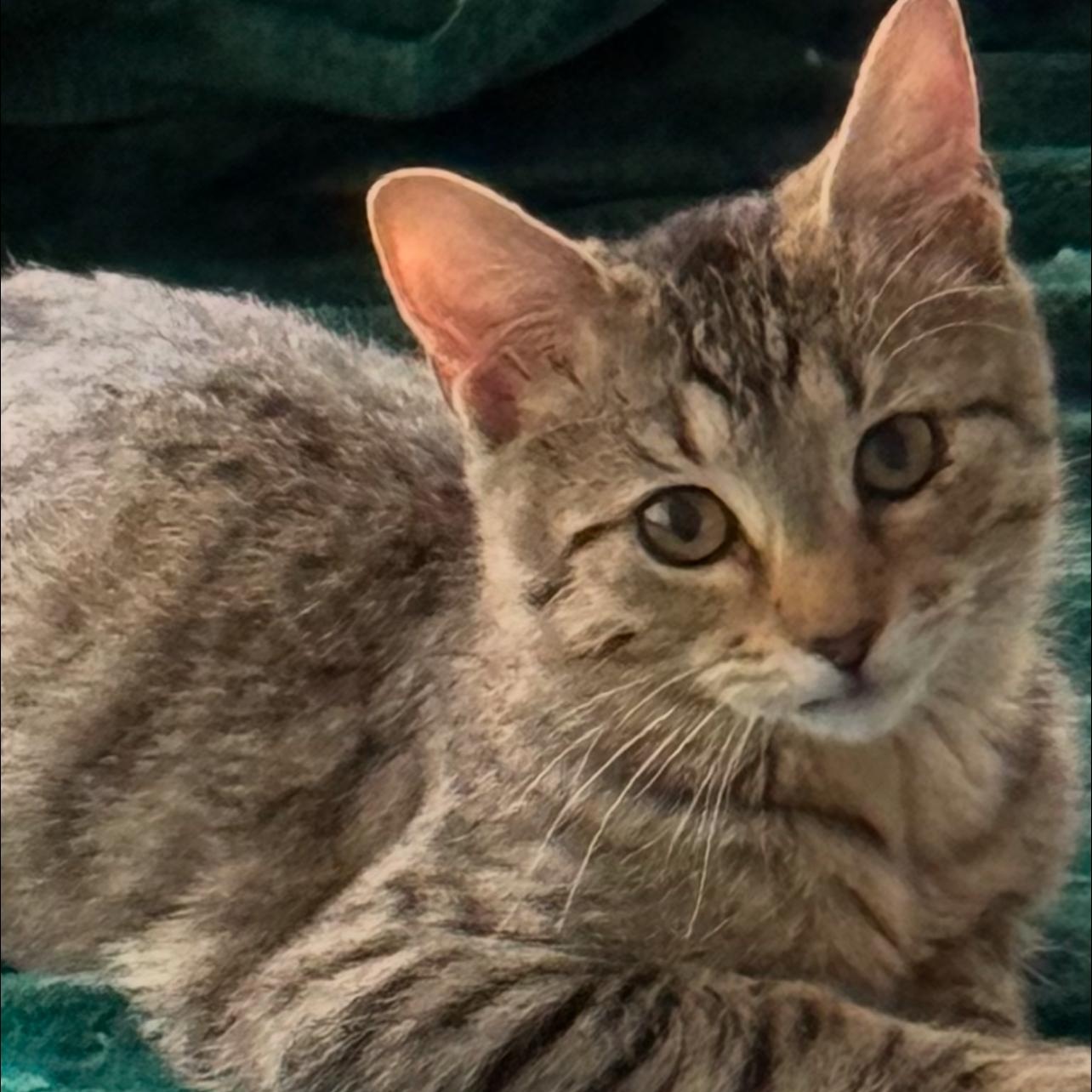 Jack, a Adoptable Domestic Short Hair in Joliet, IL image 5/5