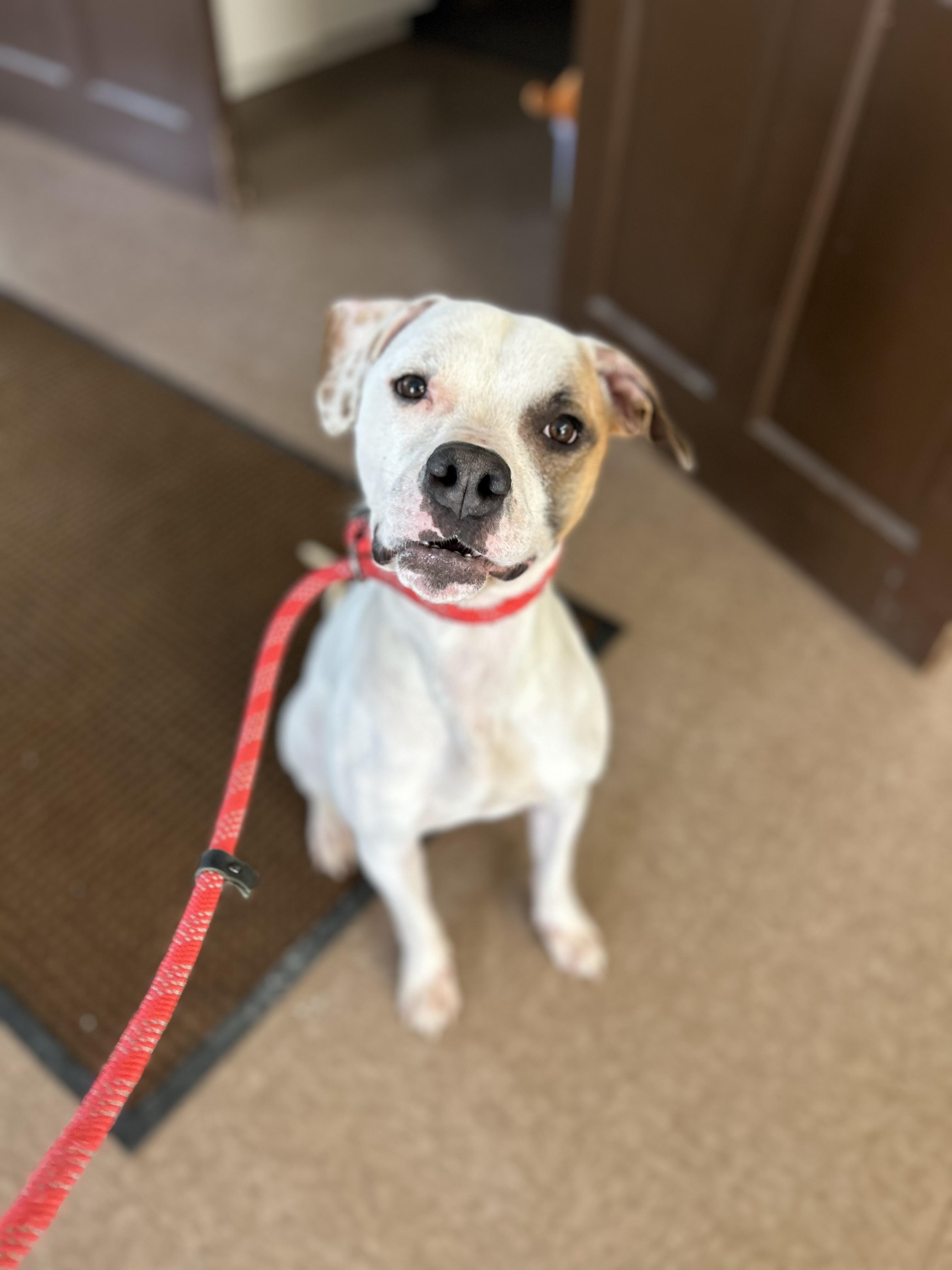 Enlarge Asher, a ADOPTABLE mixed breed in East Hartford, CT image 6/6