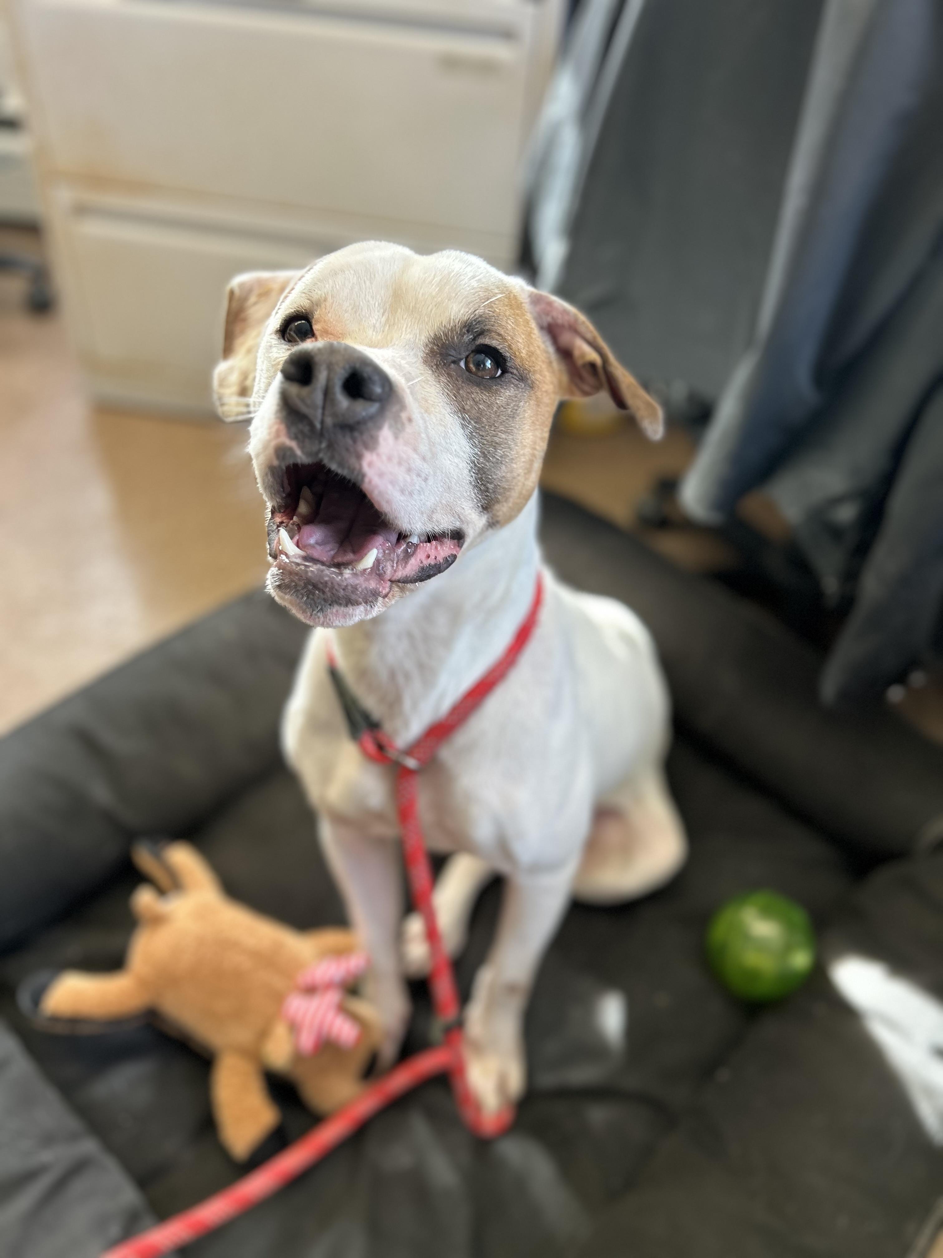 Enlarge Asher, a ADOPTABLE mixed breed in East Hartford, CT image 4/6