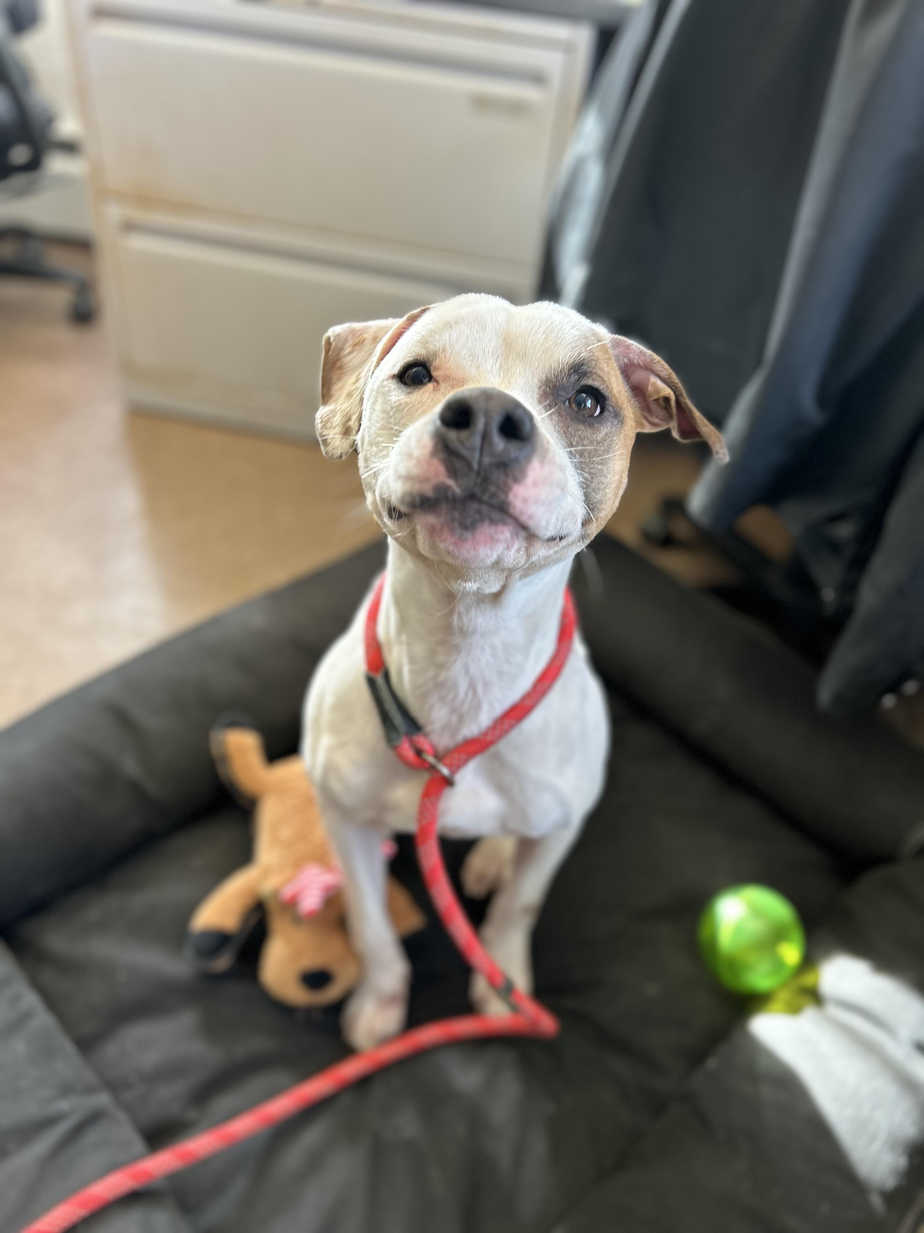 Asher, ADOPTABLE, Young Male Pit Bull Terrier.