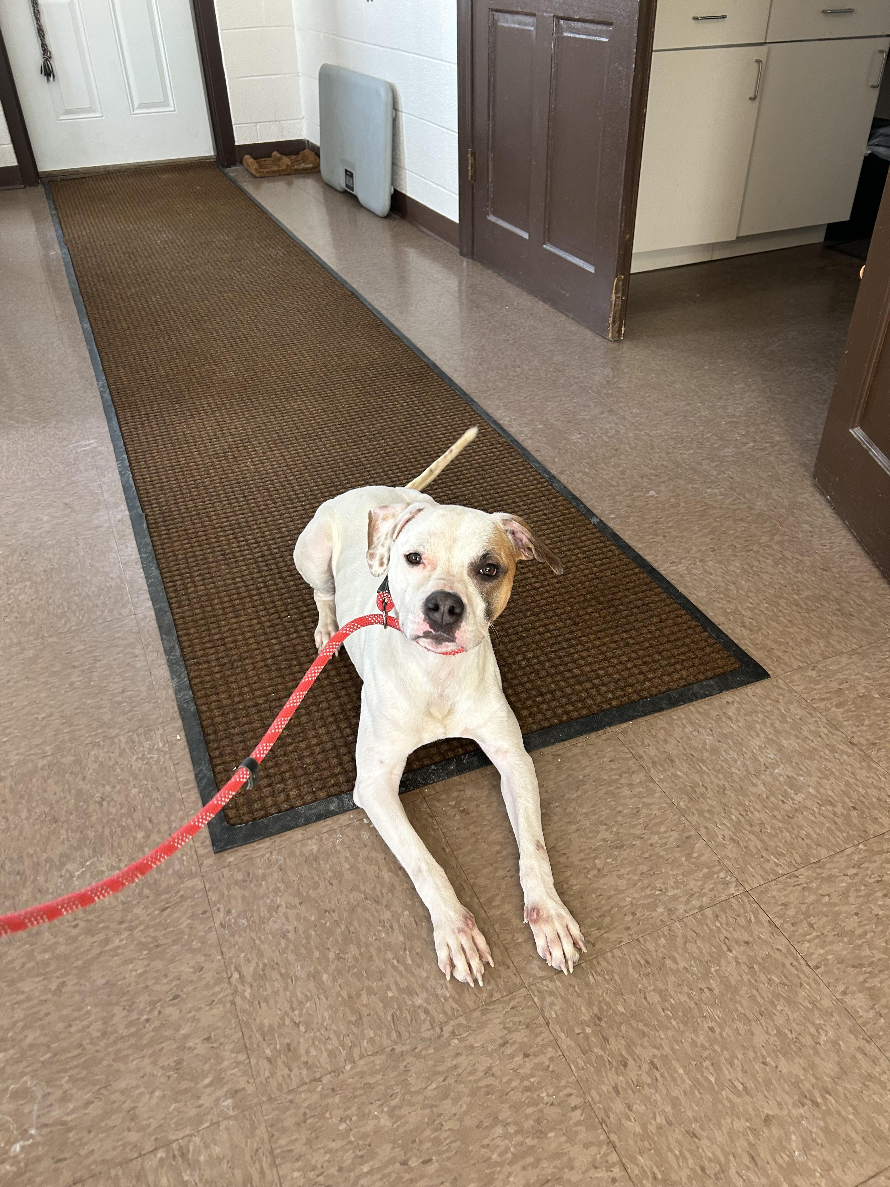 Enlarge Asher, a ADOPTABLE mixed breed in East Hartford, CT image 3/6