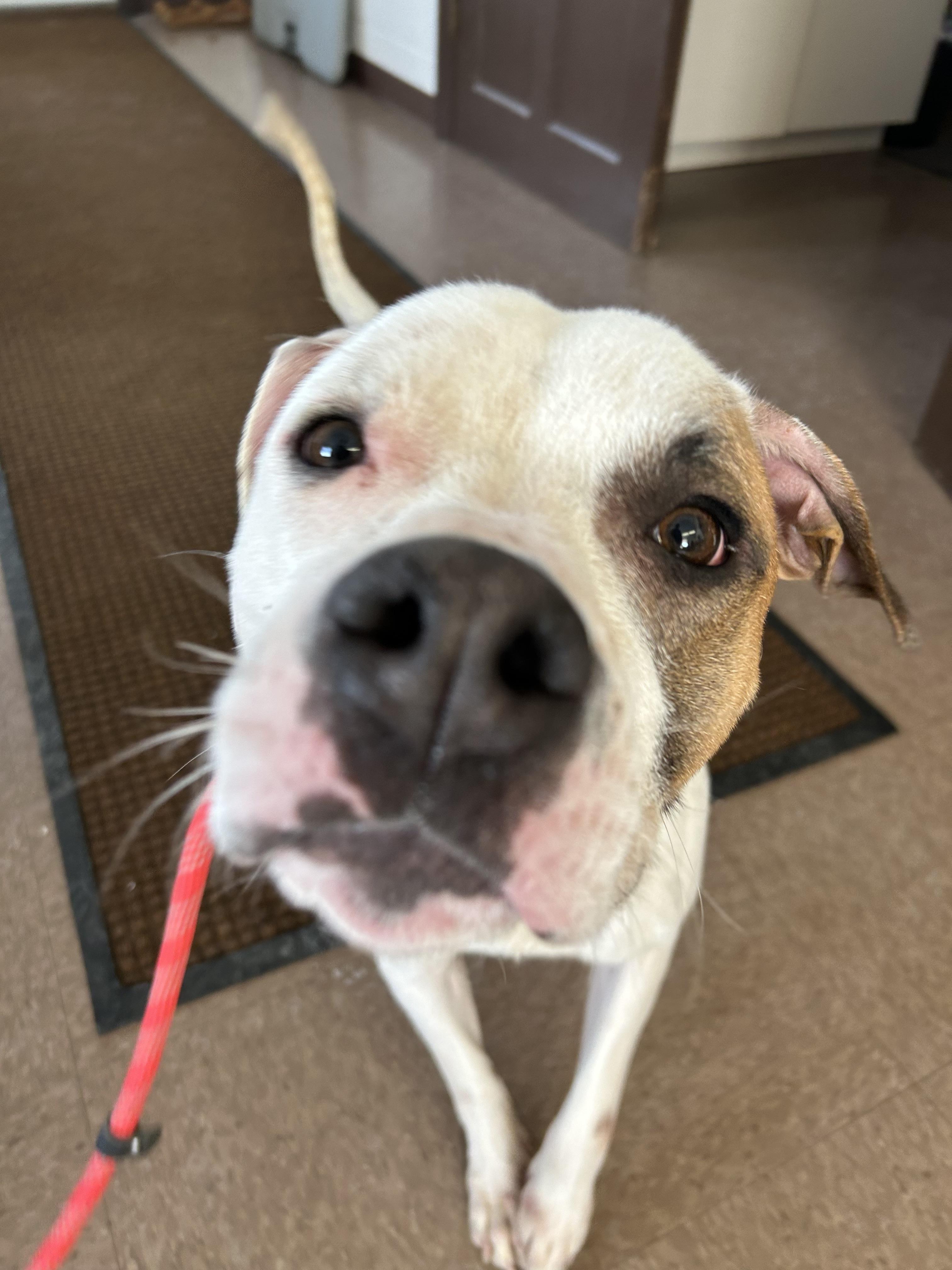 Enlarge Asher, a ADOPTABLE mixed breed in East Hartford, CT image 5/6