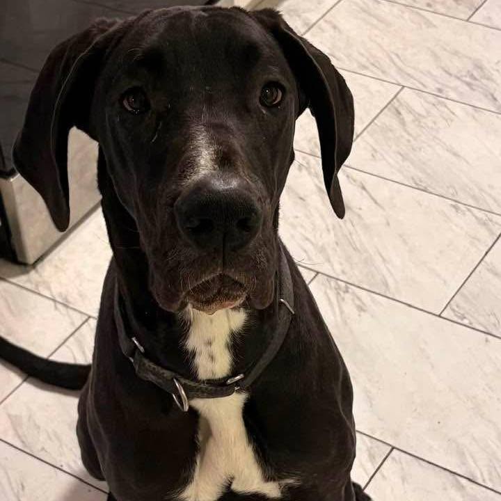 Enlarge Sage, a ADOPTABLE Great Dane in Rochester, NY image 2/6