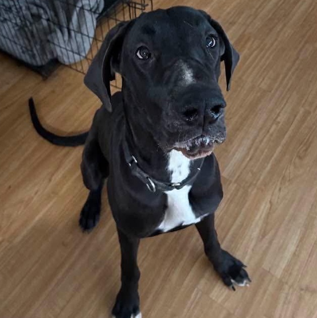 Enlarge Sage, a ADOPTABLE Great Dane in Rochester, NY image 4/6