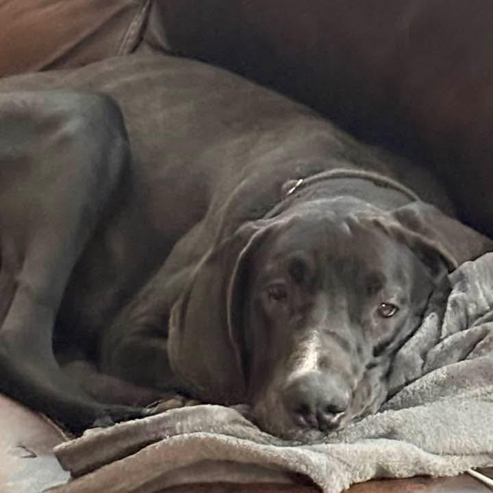 Enlarge Sage, a ADOPTABLE Great Dane in Rochester, NY image 3/6