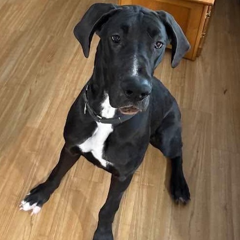 Sage, ADOPTABLE, Puppy Female Great Dane.