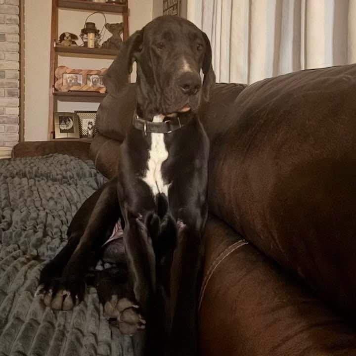 Enlarge Sage, a ADOPTABLE Great Dane in Rochester, NY image 6/6