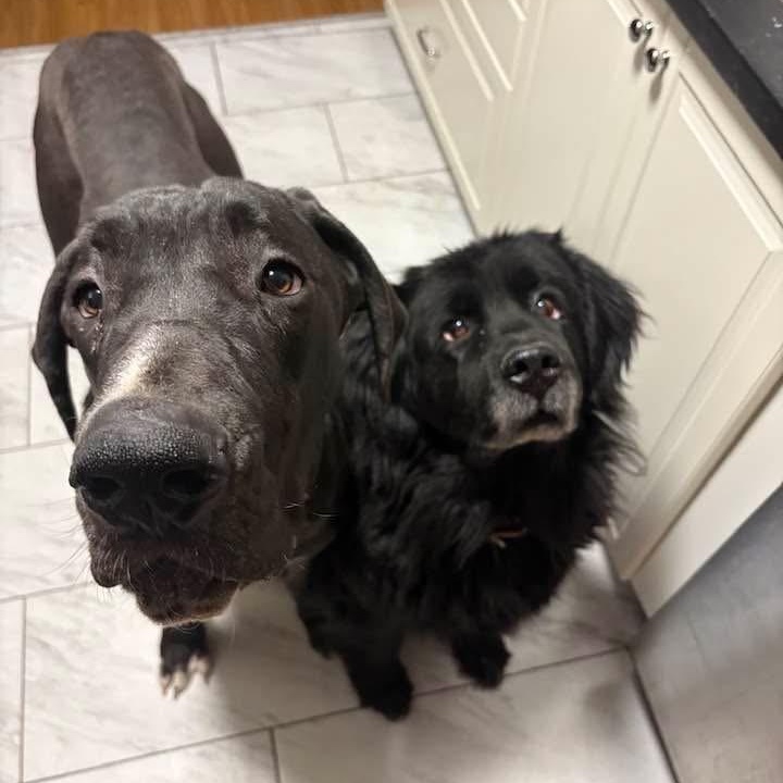 Enlarge Sage, a ADOPTABLE Great Dane in Rochester, NY image 5/6