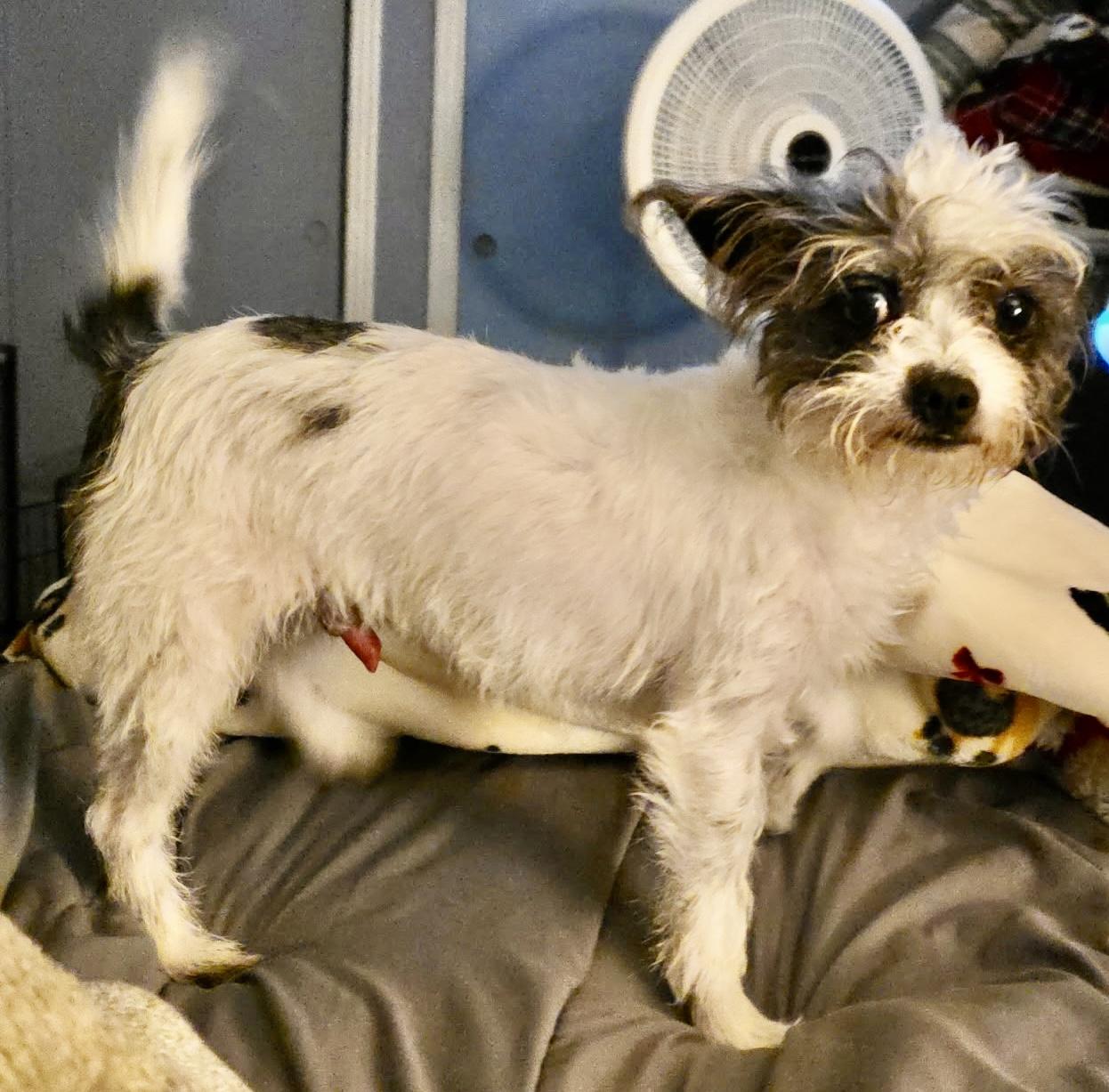 Bradley, a ADOPTABLE mixed breed in Sarasota, FL image 3/3