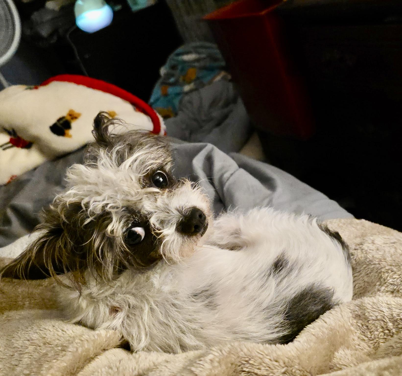 Bradley, a ADOPTABLE mixed breed in Sarasota, FL image 2/3