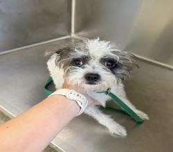 Bradley, a ADOPTABLE mixed breed in Sarasota, FL image 1/3