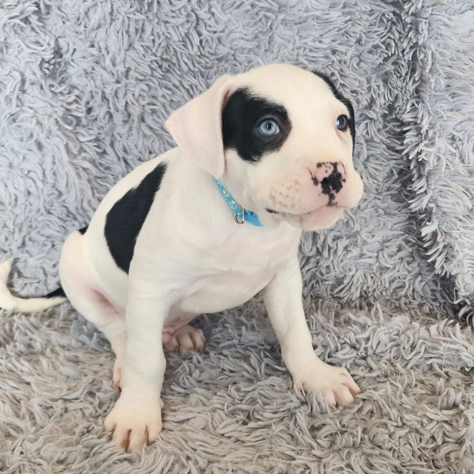 Enlarge Bauble, a Adoptable Pit Bull Terrier in Fargo, ND image 1/3