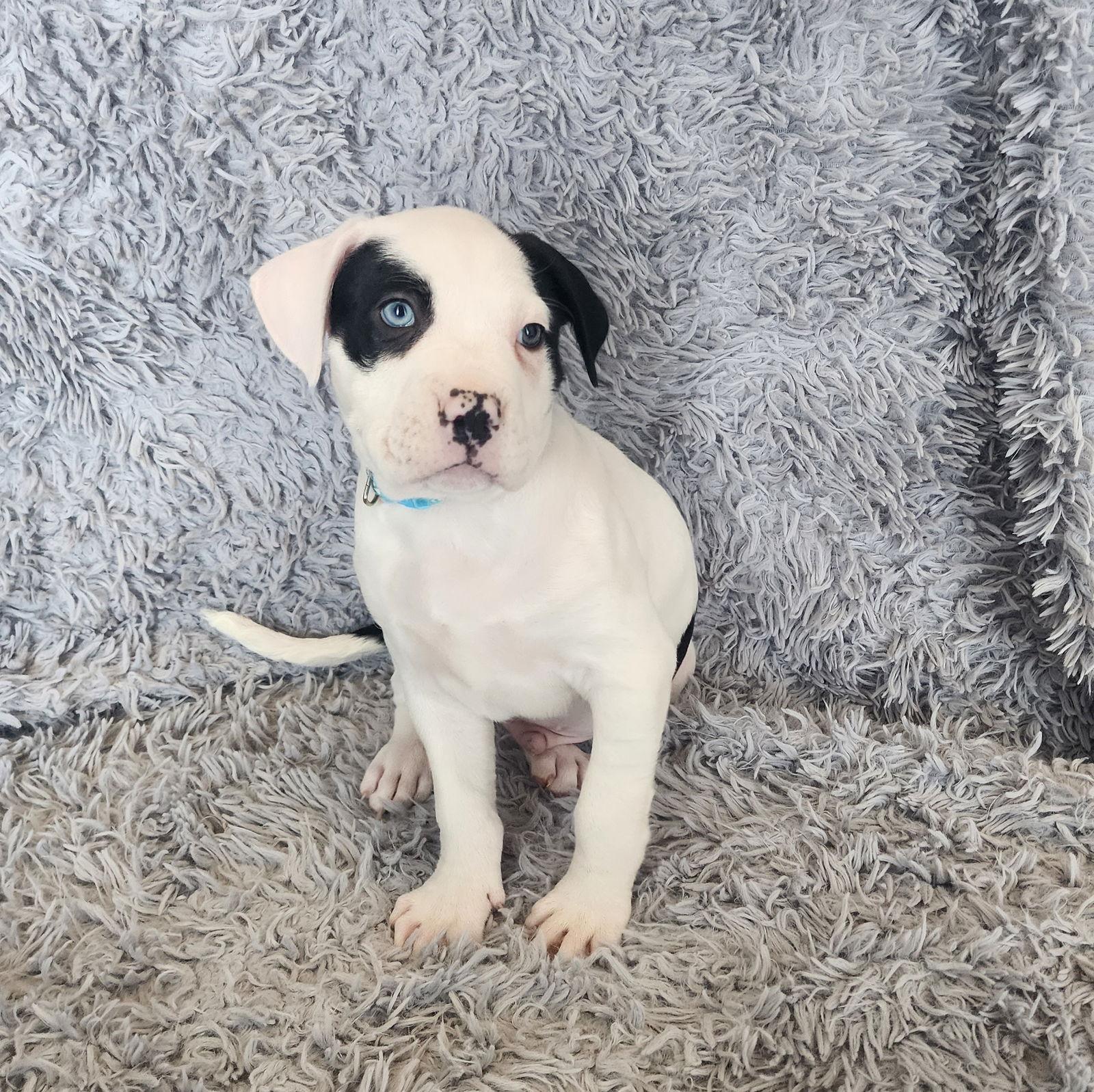 Enlarge Bauble, a Adoptable Pit Bull Terrier in Fargo, ND image 2/3