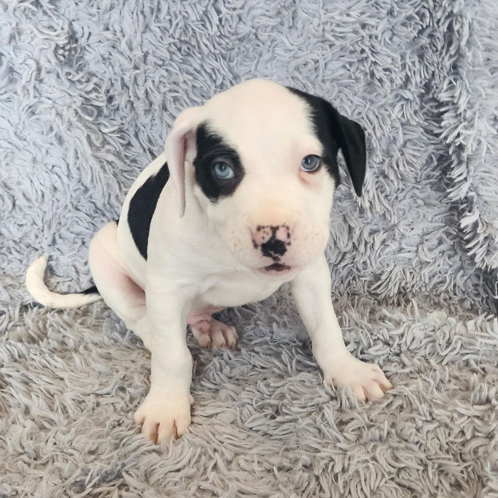 Enlarge Bauble, a Adoptable Pit Bull Terrier in Fargo, ND image 3/3