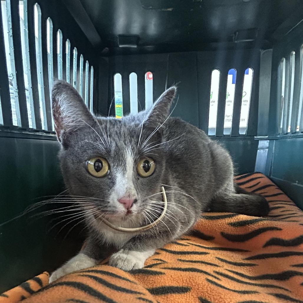 Lotus, Adoptable, Young Female Domestic Short Hair.