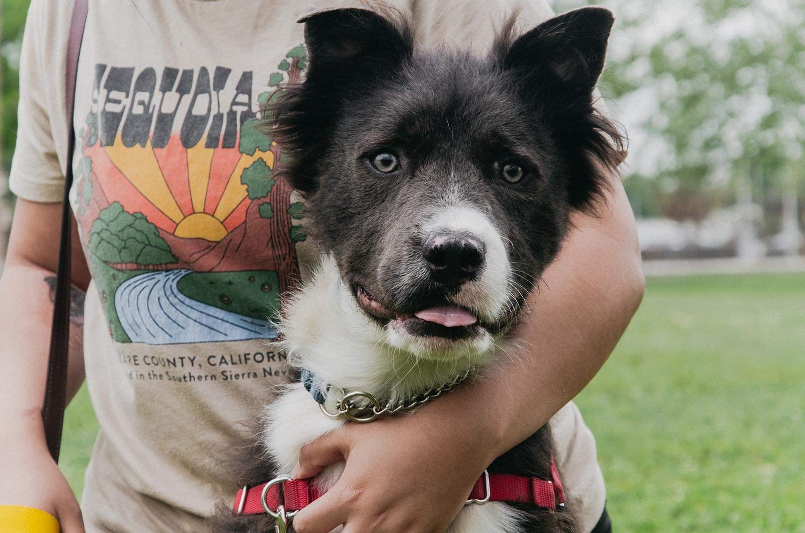 Enlarge Boomer, a Adopted mixed breed in Schertz, TX image 1/5