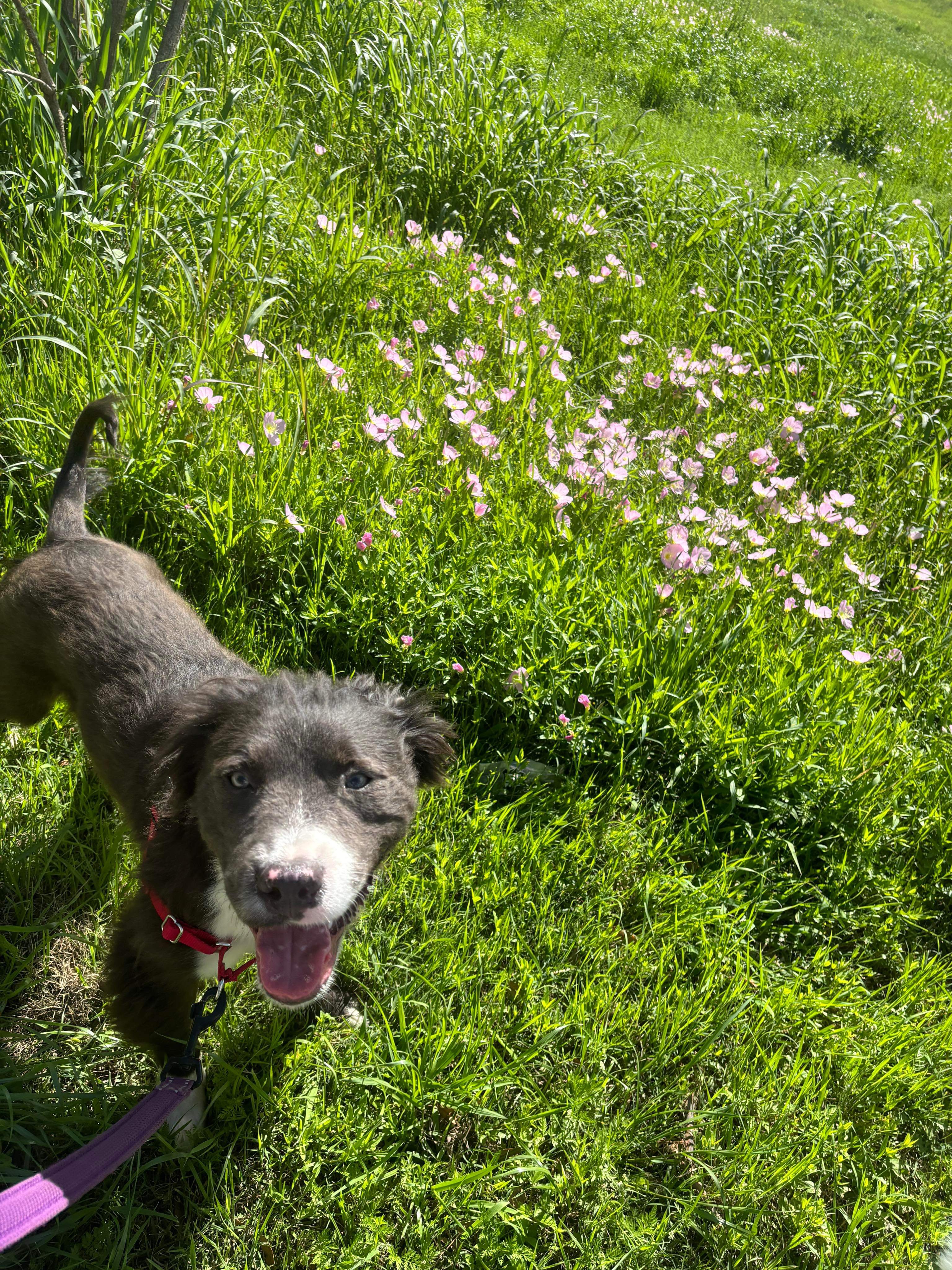 Enlarge Boomer, a Adopted mixed breed in Schertz, TX image 2/5