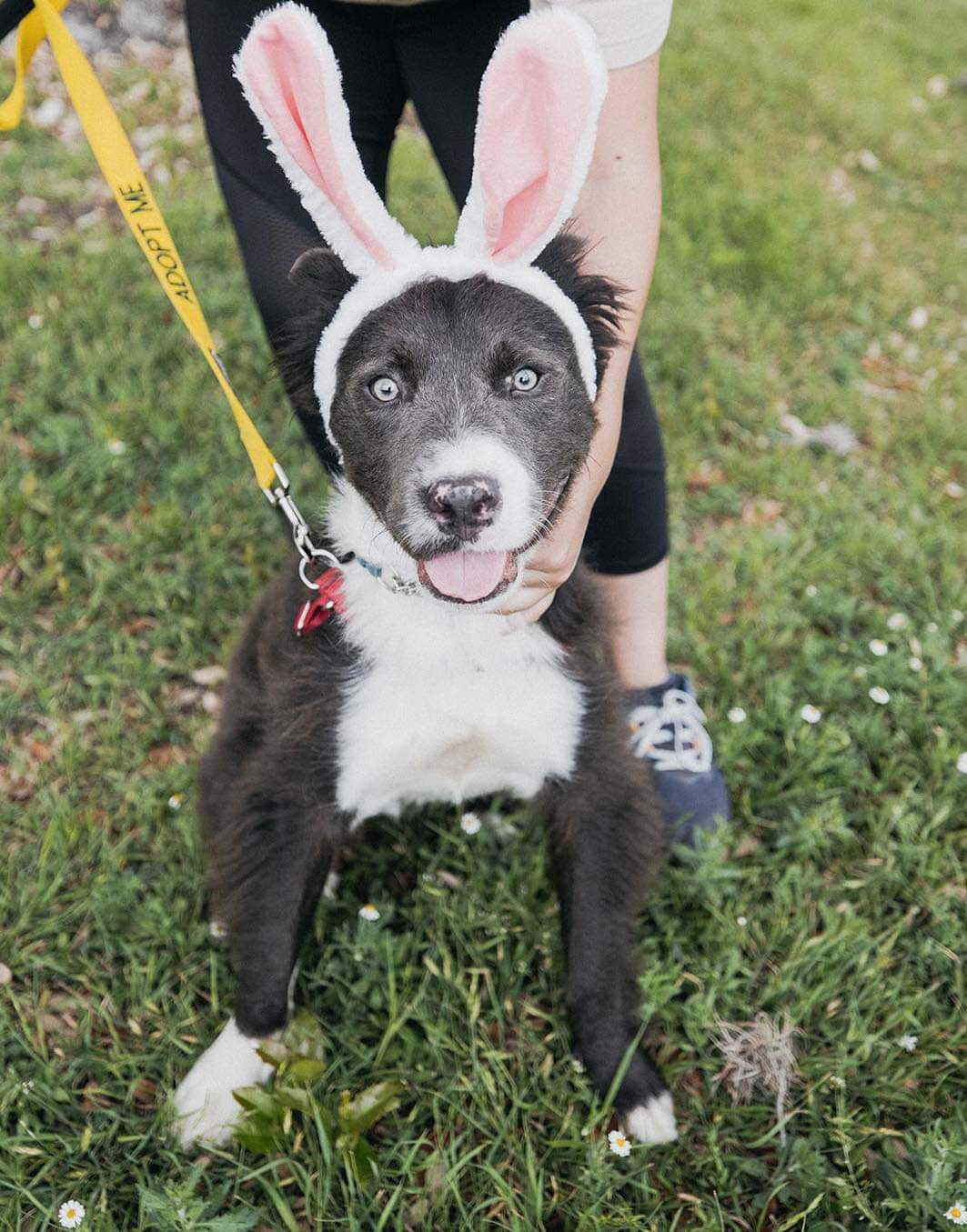 Enlarge Boomer, a Adopted mixed breed in Schertz, TX image 3/5