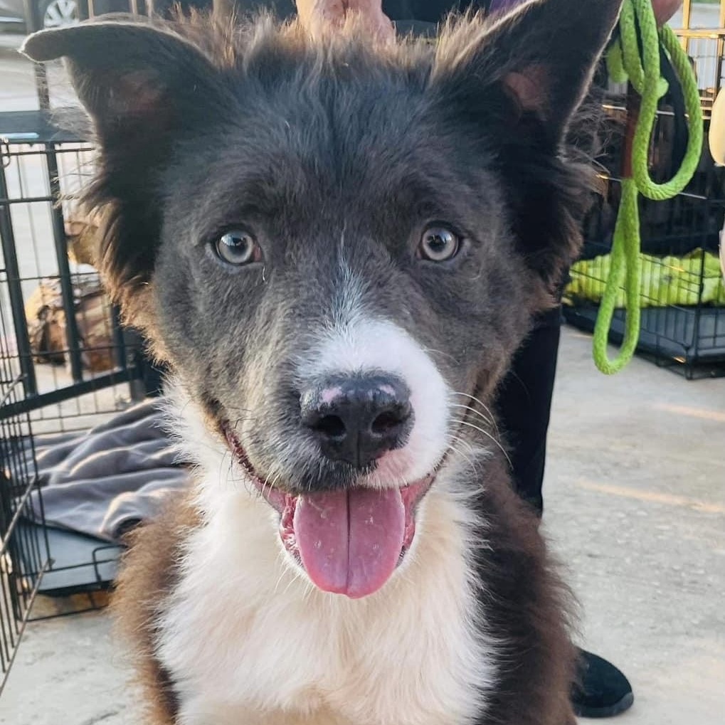 Enlarge Boomer, a Adopted mixed breed in Schertz, TX image 5/5
