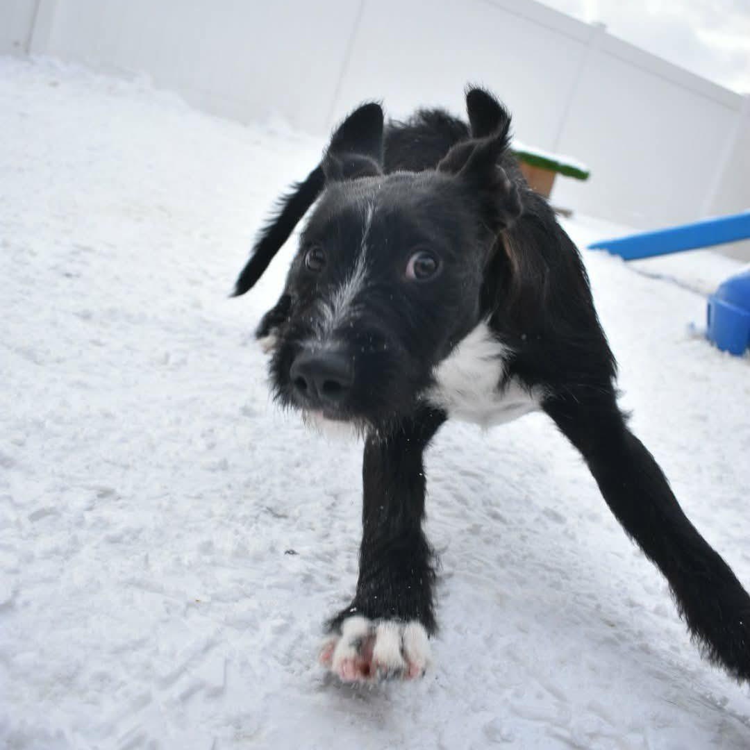 Zara, an adopted Mixed Breed in Penfield, NY image 3/6