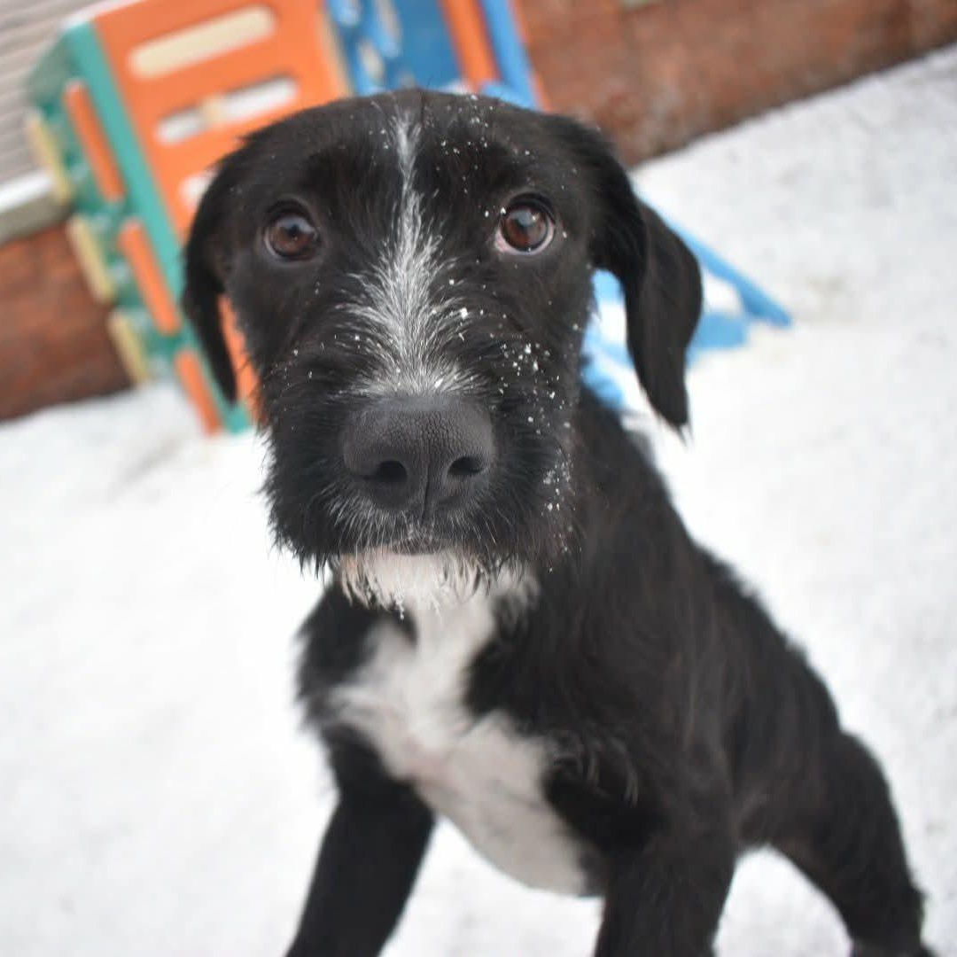 Zara, adopted, Young Female Mixed Breed.