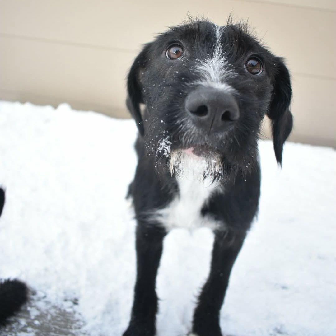Zara, an adopted Mixed Breed in Penfield, NY image 5/6
