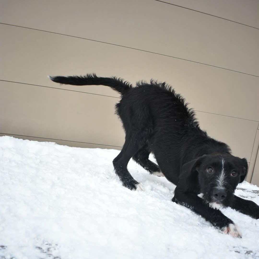 Zara, an adopted Mixed Breed in Penfield, NY image 4/6