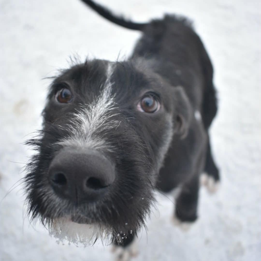 Zara, an adopted Mixed Breed in Penfield, NY image 2/6