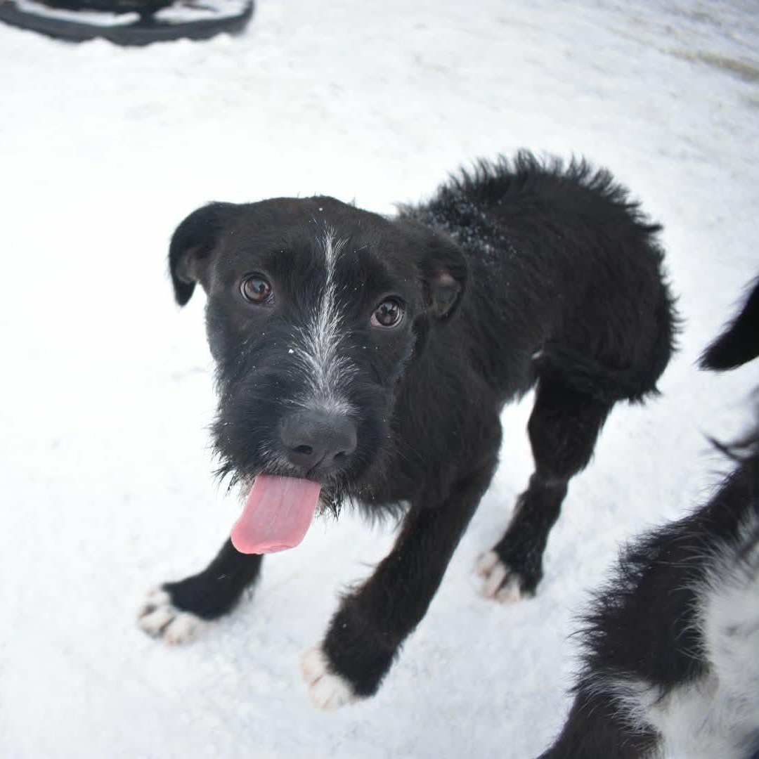 Zara, an adopted Mixed Breed in Penfield, NY image 6/6