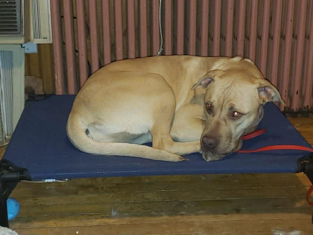 Glodie, ADOPTABLE, Young Female Yellow Labrador Retriever.