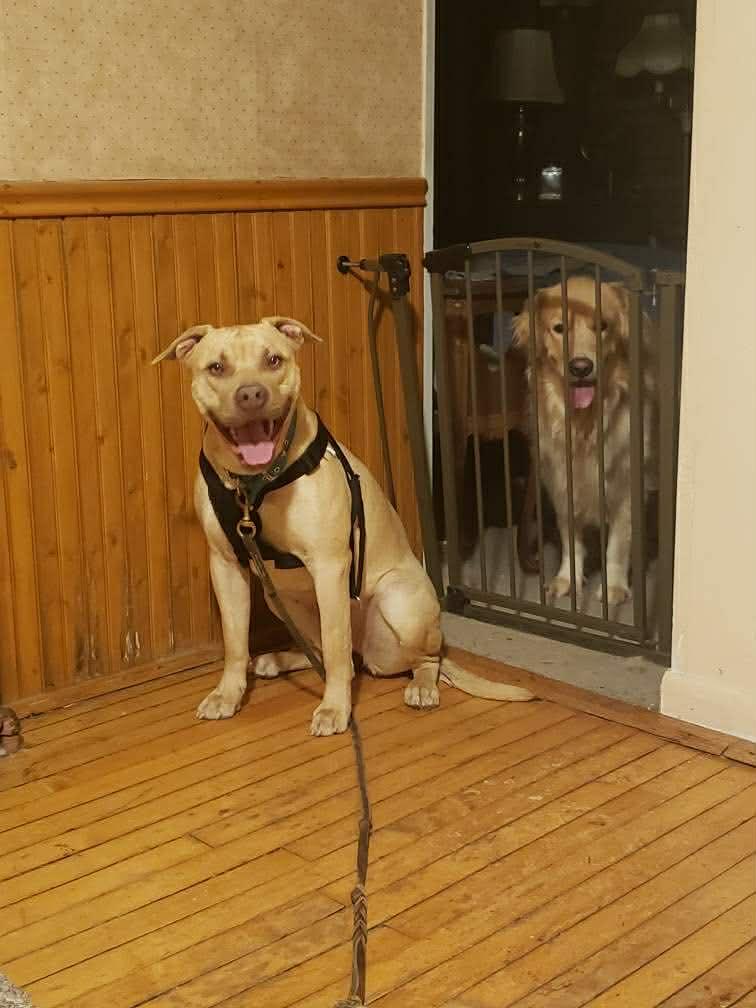 Enlarge Glodie, a ADOPTABLE mixed breed in Marengo, IL image 2/2