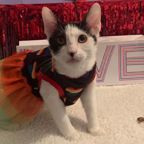 Penny Needs a Home!, Adopted, Kitten Female Turkish Van & Domestic Short Hair.