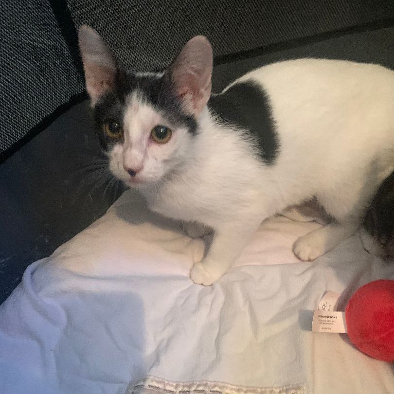 Penny Needs a Home!, a Adopted mixed breed in San Pedro, CA image 2/6